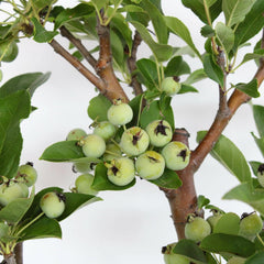 KENTIS - Apfelbaum Bonsai - Malus Evereste - Echte Bonsai Obstbaum - Winterharter Outdoor Pflanzen - Hoch 35-45 Cm Keramiktopf 26 Cm