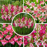 Gladiolen Zwiebeln Botanisch Nanus Kollektion (50 Blumenzwiebeln) | Exklusivmischung Pflanzen Aus Holland | 7 Sorten/Farben | Dekoration Für Garten, Balkon (Keine Samen, Nicht Winterhart)