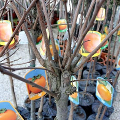 Kakibaum Apfel-Kaki Sorte Jiro – Alte Obstsorte – Obstpflanze Im Topf Ø 26 Cm – Höhe Ca. 160 Cm – 4 Jahre Alt – Italienische Baumschule