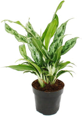 Exotenherz Aglaonema Rose Parakeet - Buntblättriger Kolbenfaden - Ausgefallene Sorten - 12Cm - Ca. 25-30Cm Hoch