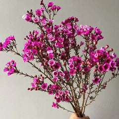 Chamelaucium Uncinatum - Balkonpflanzen Frühlingsblumen Winterharte Gartenblumen Topfpflanzen Nachhaltige Geschenke Luftreinigende Zimmerpflanzen Garten Baumsamen Bonsai Minigarten Für 300Samen