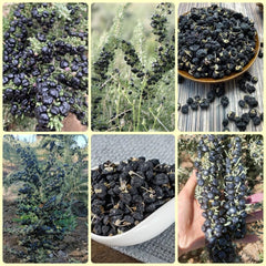 Schwarz Goji Beeren, Garten Geschenk, Pflanzensamen Wolfsbeere, Lycium Ruthenicum, Bodendecker Gartenkräuter Goji Beeren Winterhart Garten 250Samen