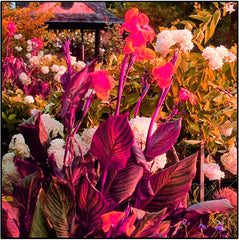 Mieszanka cebul kwiatowych, żarówka Mystery Magic, odporne sadzenie, odporna na zimę wieloletnia cebula kwiatowa, odporne cebule-3 cebule orchidei