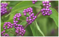 Stk - 10X Callicarpa Dichotoma Purpur Schönfrucht Garten Pflanzen - Samen B197 -