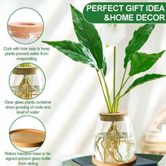 Stație de creștere a plantelor hidroponice, 12 x 11 cm, vază pentru semințe de avocado, ghiveci din sticlă, vază hidroponică din sticlă pentru plante acvatice sau flori, decor de masă pentru birou, 2 bucăți