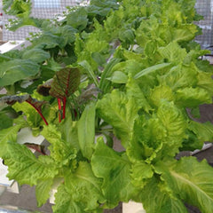 1-warstwowy zestaw do uprawy hydroponicznej z 54 doniczkami, bezglebowe systemy do uprawy roślin z PCV z pompą wodną, zestawy do uprawy hydroponicznej do uprawy warzyw i owoców na balkonach, ogrodach, tarasach i podwórkach