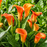 Calla Bulbs Hardy Bylina - Zantedeschia Orange Passion (Orange) - 5 dużych cebul kwiatowych - Prawdziwe rośliny holenderskie - Do ogrodu i doniczek (nie nasiona, nie sztuczne)