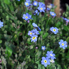 Himmelblaues Wald-Vergissmeinnicht (Myosotis Sylvatica) 600 Samen