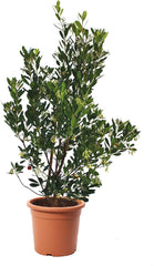 KENTIS - Truskawki (Arbutus unedo) – Odporne rośliny do ogrodu – Zimozielona, prawdziwa roślina – Wysokość 80-100 cm, doniczka Ø 24 cm