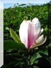 Rosa Weiß Blühende Tulpenmagnolie Magnolia Soulangiana 80-100 Cm Hoch Im 5 Liter Pflanzcontainer