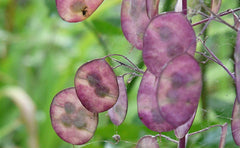 25 nasion dla Papes - starożytna roślina kwitnąca w ogrodzie - powtarzalne nasiona dla rolników, półdzikie