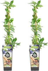 Bloomique - 2X Vaccinium Corymbosum 'Goldtraube' - Blaubeerpflanze - Obstpflanzen - Gartenpflanzen - Winterhart - ⌀14 Cm - Höhe 60-70 Cm