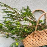 Chamelaucium Uncinatum - Zimmerpflanze Immergrüne Winterharte Gartenblumen Ausgefallene Geschenke Schattenpflanzen Zimmer Balkonpflanzen Frühlingsblumen Garten Baumsamen Bonsai 200Samen