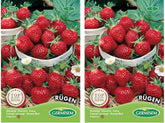 Erdbeere RÜGEN (Packung Mit 2)