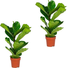 Bloomique - 2Er Set - Ficus Lyrata - Geigenfeige - Zimmerpflanzen Groß - Pflegeleicht - Luftreinigend - Höhe 60-70 Cm - Topf 17 Cm
