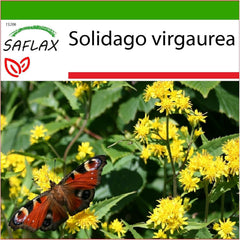 SAFLAX - Heilpflanzen - Echte Goldrute - 100 Samen - Mit Keimfreiem Anzuchtsubstrat - Solidago Virgaurea