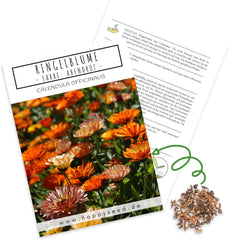 Nasiona nagietka lekarskiego (Calendula officinalis) - wszechstronna roślina lecznicza o jadalnych kwiatach, idealna na kolorową łąkę kwietną (Abendrot)