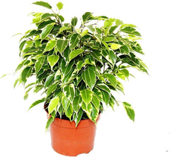 Exotenherz Zimmerpflanzen-Mix II 3Er Set, 1X Dieffenbachia, 1X Chamaedorea (Bergpalme) 1X Dracena Marginata (Drachenbaum), 10-12Cm Topf