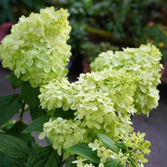 Rispenhortensie Frühlingsblume Winterharte Kübelpflanzen Hydrangea Paniculata Deko Blumenwiese Mehrjährig Topfpflanzen Hecken Kletterpflanzen Steingartenpflanzen Wiesensaatgut Garten 250Samen