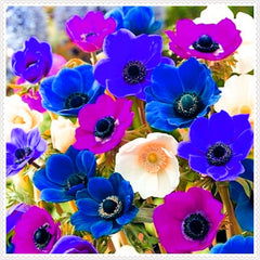 Mieszanka cebul kwiatowych, żarówka Mystery Magic, odporne sadzenie, odporna na zimę wieloletnia cebula kwiatowa, odporne cebule-3 cebule orchidei