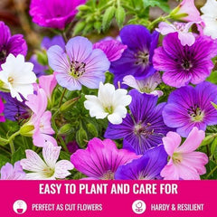 Kolekcja super wieloletnich geranium (10 roślin/korzeń) Odporna mieszanka 5 odmian, duże byliny hybrydowe z Holandii, do ogrodu, warstwy kwiatów (bez nasion, bez sztucznych cebul)