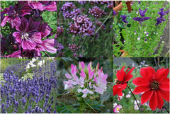 Plantele noastre preferate: Plante perene și flori de vară pentru iubitorii de flori (organice) - Set cadou de semințe cu 6 soiuri minunate pentru o explozie florală sălbatică - te face fericit!