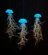 Tillandsien Pflanzen - Luftpflanzen Echt - Air Plants - Tilldandsia - 3Er Set Quallenpflanzen Mit Im Dunkeln Leuchtenden Glas-Seeigeln - Spanisches Moos - Luftpflanzen Halterung - Trendyairplants