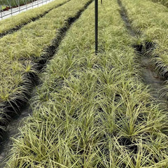 Carex Oshimensis Evergold Sträucher Für Den Garten Seltene Outdoor Ziergräser Gartenpflanzen Für Draußen Steingartenpflanzen Herbst Deko Topfpflanzen Draußen Winterhart Winterharte 500Samen
