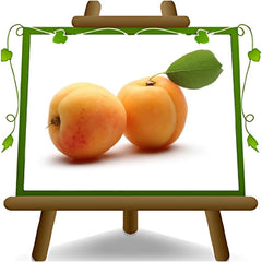 Aprikosenbaum Monteporzio Obstbaum Im Topf 20 Cm Höhe Ca. 170 Cm – Alter 2 Jahre - Italienische Gärtnerei