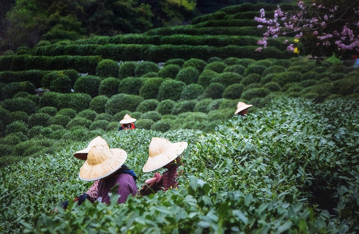 Ceai Oolong Tie Guan Yin din Anxi, China | Recolta 2025 | Ceai Oolong chinezesc de înaltă calitate | Ceai chinezesc premium din plantații tradiționale 100 g