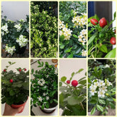 Murraya Exotica, Sträucher Kräutersamen, Balkonpflanzen Kräuterpflanzen Garten Geschenk Gartenpflanzen Winterhart Mehrjährig 150Samen
