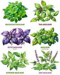 Organiczne nasiona bazylii w zestawie 6–6 nasion bazylii do łatwej uprawy w ogrodzie, na balkonie lub na podwyższonej grządce - Nasiona roślin - Sadzonki