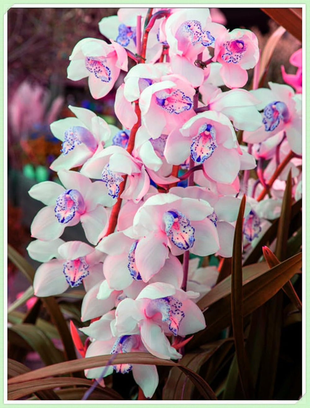 Mieszanka cebul kwiatowych, żarówka Mystery Magic, odporne sadzenie, odporna na zimę wieloletnia cebula kwiatowa, odporne cebule-3 cebule orchidei