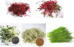 500 G BIO Keimsprossen Mischung -Vitamin Cocktail MIX- Keimsaat 5 X 100 G Samen Für Die Sprossenanzucht Rote Rüben, Mangold, Sonnenblumen, Alfalfa, Weizen Sprossen Microgreen Mikrogrün