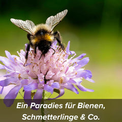 Nasiona kwiatów w ochronnej otoczce glinianej dla pszczół i motyli, 400g. Rośliny wieloletnie i odporne na zimę, tworzące kwitnący krajobraz o powierzchni 20 m². Piękne nasiona dzikich kwiatów na kolorowe pastwisko dla pszczół. Prezent dla dzieci.