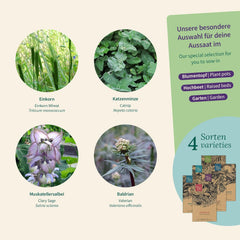 Magic Garden Seeds - Zioła dla kotów: kocimiętka, waleriana, szałwia i kocimiętka - Pudełko na nasiona z 4 roślinami do zabawy, przekąsek i relaksu