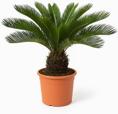 Trendyplants - Cycas Revoluta - Japanische Sago-Palme - Gartenpflanze - Höhe 60-80 Cm - Topfgröße Ø24Cm