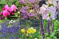 Plante parfumate - set cadou cu semințe și 6 plante cu flori frumos parfumate
