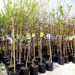 Shiro-Pflaumen Tropfen Gold -Obstpflanze Alte Frucht Auf Blumentopf 26 - Baum Max 200 Cm – 4 Jahre Anbau Italien