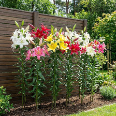 Cebulki lilii olbrzymiej Kolekcja Hardy Tree - Odporne cebulki kwiatowe - Opakowanie 15 sztuk w 5 odmianach i kolorach - Mieszanka Holland do sadzenia w ogrodzie (nie nasiona, nie sztuczne)