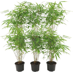 Plants by Frank | Bambus Pflanze Winterhart Im Set Von 6 Pflanzen | Fargesia Rufa | Gartenpflanzen | Gräser Winterhart Mehrjährig |Ø13 Cm | 25 Cm | Keine Wurzelausläufer