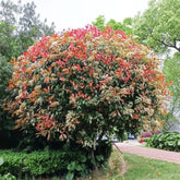 Glanzmispel Red Robin - Gartendeko Für Draußen Stauden Winterhart Mehrjährig Sträucher Garten Schnell Wachsende Sträucher Balkonpflanzen Für Sonnige Plätze Bio 200Samen
