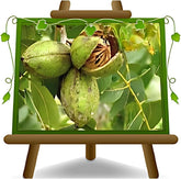 Pekannuss Kiowa Uralte Frucht Obstbäume Höhe: 180 Cm Alter: 4 Jahre Vase: Durchmesser 25×28 Cm