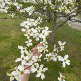 Cornus Kousa, Gartenpflanzen Hartriegel, Garten Blühende Sträucher Winterhart Wildblumensamen Mehrjährig 200Samen