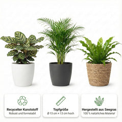 Luftreinigende Pflanzen – 6Er Set Echte Zimmerpflanzen Mit Seegras Töpfen – Tierfreundliche Und Pflegeleichte Grünpflanzen – Ideal Für Wenig Licht – Ø 12 Cm ↥ 40 Cm
