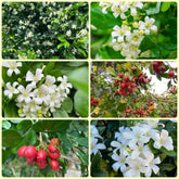 Murraya Exotica, Kräutergarten Kräutersamen, Balkonpflanzen Winterhart Immergrüne Sträucher Nachhaltige Geschenke 250Samen