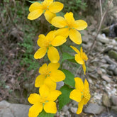 Ranunkelstrauch, Herbstblumen Winterhart Hecken Schnittblumen Steingartenpflanzen Winterhart Gartendeko Für Draußen Balkonpflanzen 300Samen