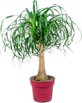Bloomique - Beaucarnea Recurvata - Elefantenfuß - Zimmerpflanzen - Luftreinigend - Tierfreundlich - Pflegeleicht - 70-90 Cm Hoch - Topf 24 Cm