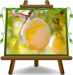 Regina Pflaumen Claudia Gialla - Obstpflanze Alte Frucht Auf Blumentopf 20 - Baum Max 170 Cm – 2 Jahre Anbau Italien