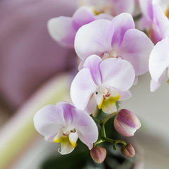 Kolibri Orchids | Rosa Phalaenopsis Orchidee - Portugal - Topfgröße Ø9Cm | Blühende Zimmerpflanze - Frisch Vom Züchter